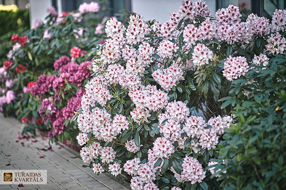 turaidas_kvartals_exterior_12